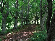 56 Filari di faggi sul Sentiero dei roccoli